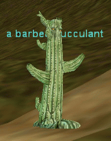 a barbed succulent