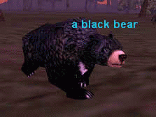 a black bear