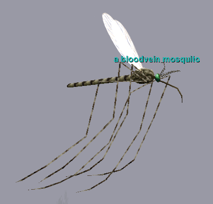 a bloodvein mosquito
