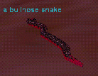 a bullnose snake