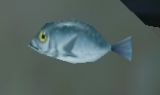 a cerulean sailfin