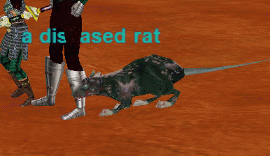 a diseased rat