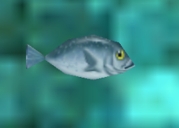 a fish