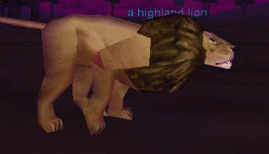 a highland lion