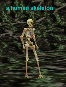 a human skeleton