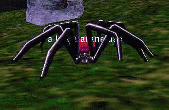 a large arachneidae