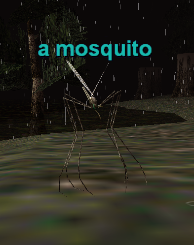 a mosquito