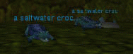 a saltwater croc