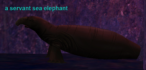 a servant sea elephant
