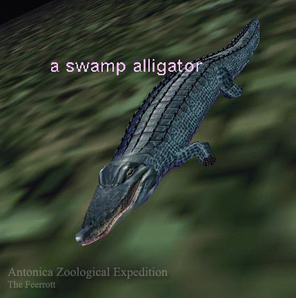 a swamp alligator