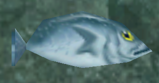 a trout
