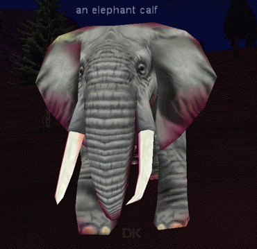 An elephant calf