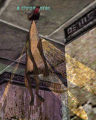 Thumbnail for version as of 23:26, 12 February 2012